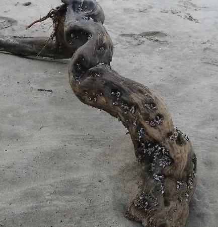 Appartement Le Bora-bora *